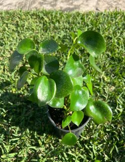 RAINDROP PILEA PEPEROMIA (1 Gallon Pot) Indoor/outdoor