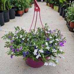 Lobelia Beautiful And Healthy HANGING BASKETS PLANTS ARRIVED. $14 each