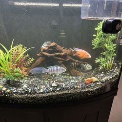 Aquarium  Fish Tank 