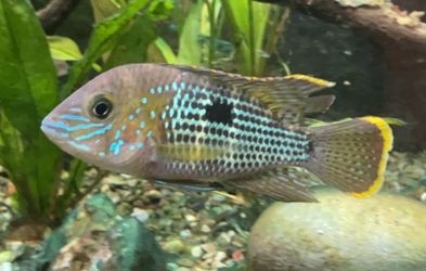 Fish tank
