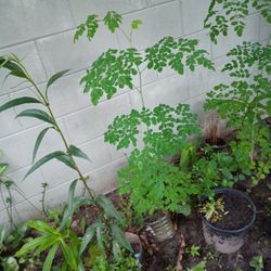 Moringa Plant Very Heathy 4' Tall