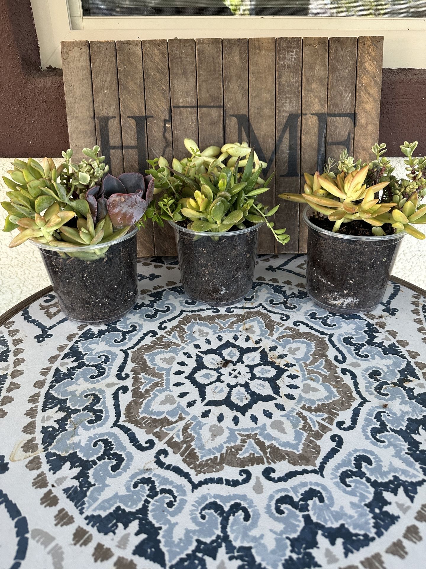 Succulent Arrangements - 5 Inch Pots