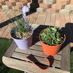 Frizzle Sizzle & Cathedral Window Succulent Plants In Metal Pots 