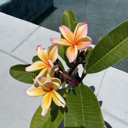 Plumeria Plant