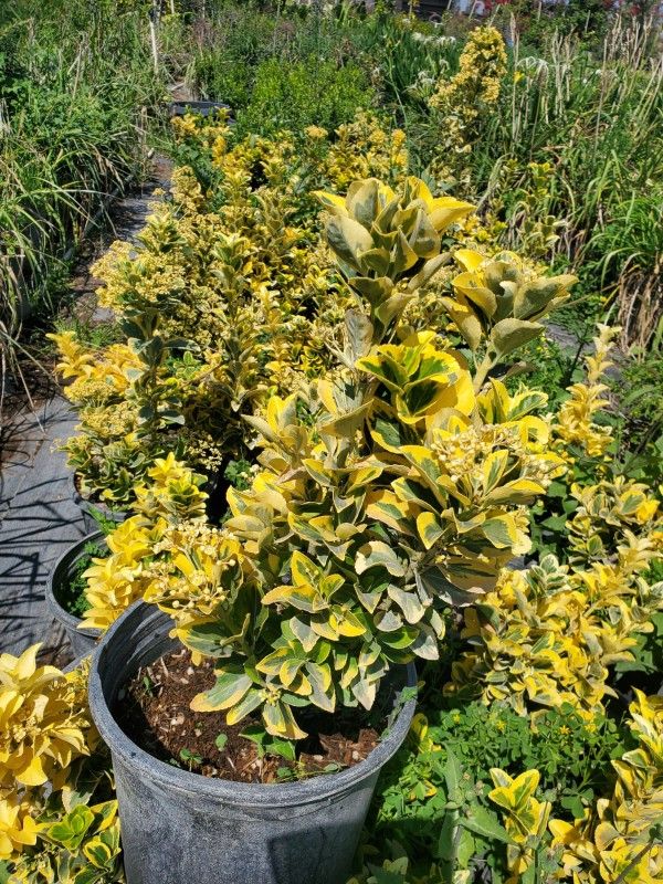 Golden Euonymus 