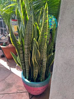 Snake plant