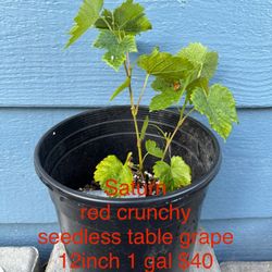 saturn crunchy red seedless table grape plant