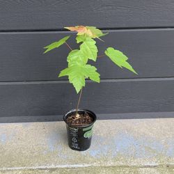 Red Maple (Acer rubrum) Potted Seedling
