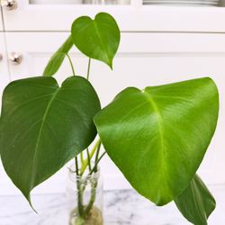 healthy young monstera plant cuttings 