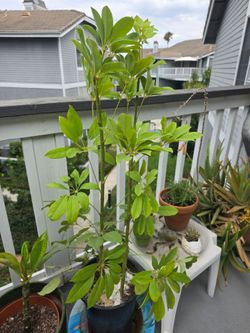 Umbrella plant