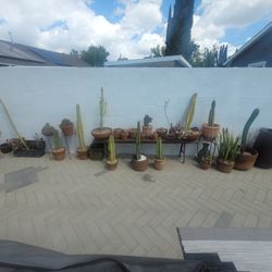 Terracotta Pots Cactus Collection $35+  Small & LARGE + Planters 