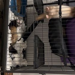 Ferret Cage