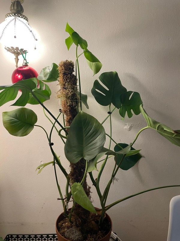 Beautifully raised Monstera Plant FLOURISHING.