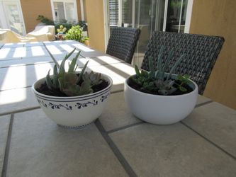 Set Of Blue Pattern & White Garden Pots With Succulents