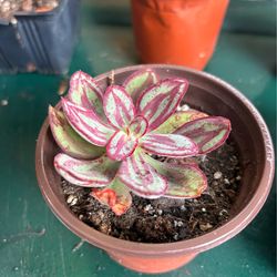 Painted Echeveria succulent plant