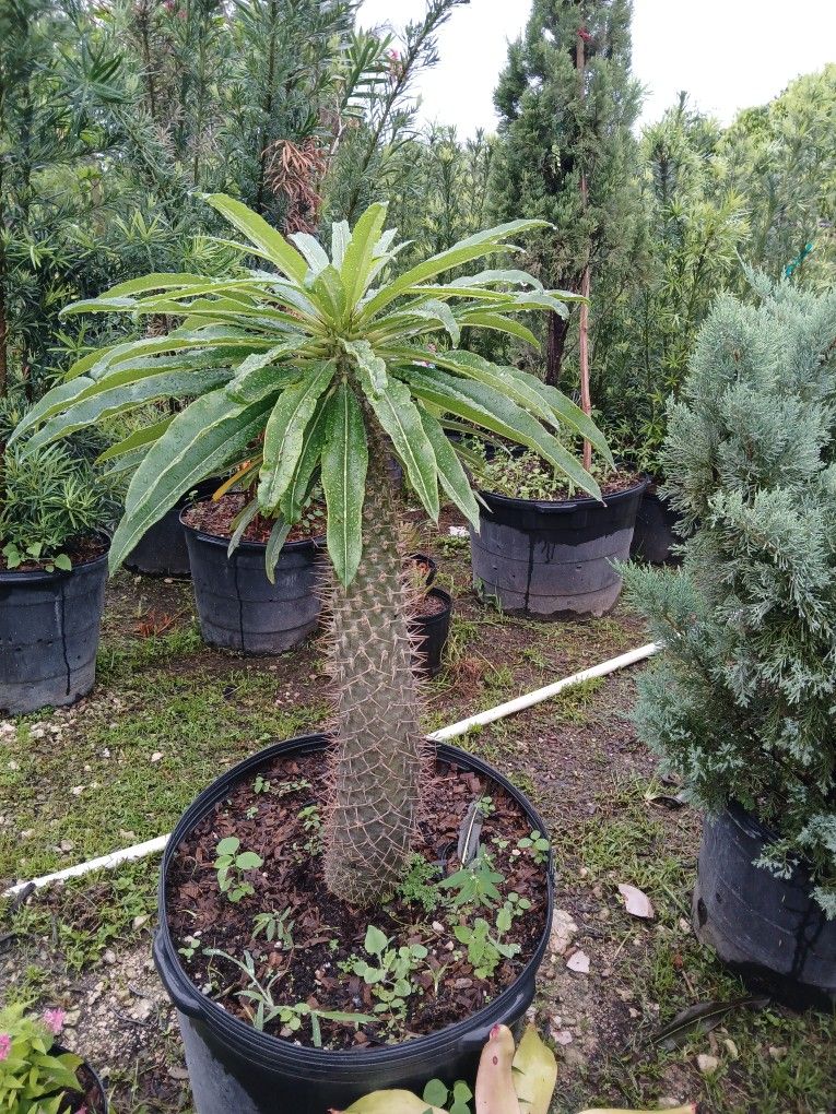 Madagascar Palm Tree $200.00