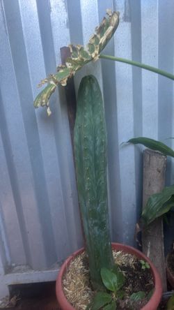San Pedro cactus cutting