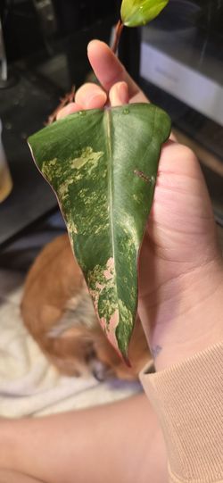 Strawberry Philo High Var. Cutting