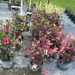 Variegated Red Hibiscus - 3 Gallons