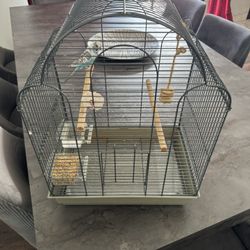 Parrot 🦜 parakeet