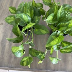 Global Pothos 