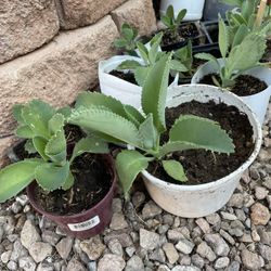 Kalanchoe Plants (( Mother Of Thousands Plants))