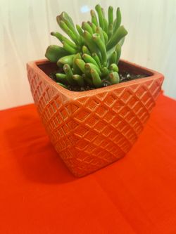 Succulents Plus Mini Ceramic Pots