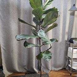 Fiddle Leaf Fig