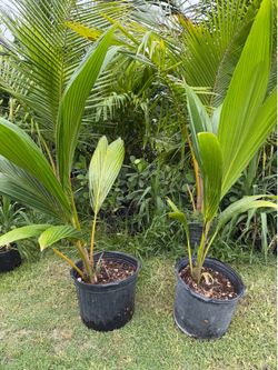Coconut plant 7 galones