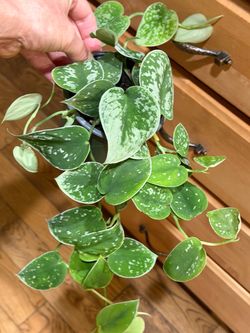 Silver Ann Pothos