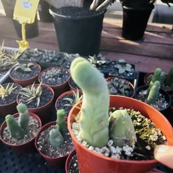 Penis Cactus 