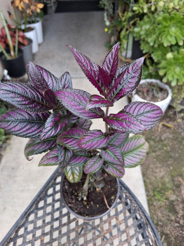Persian Shield Plant $20