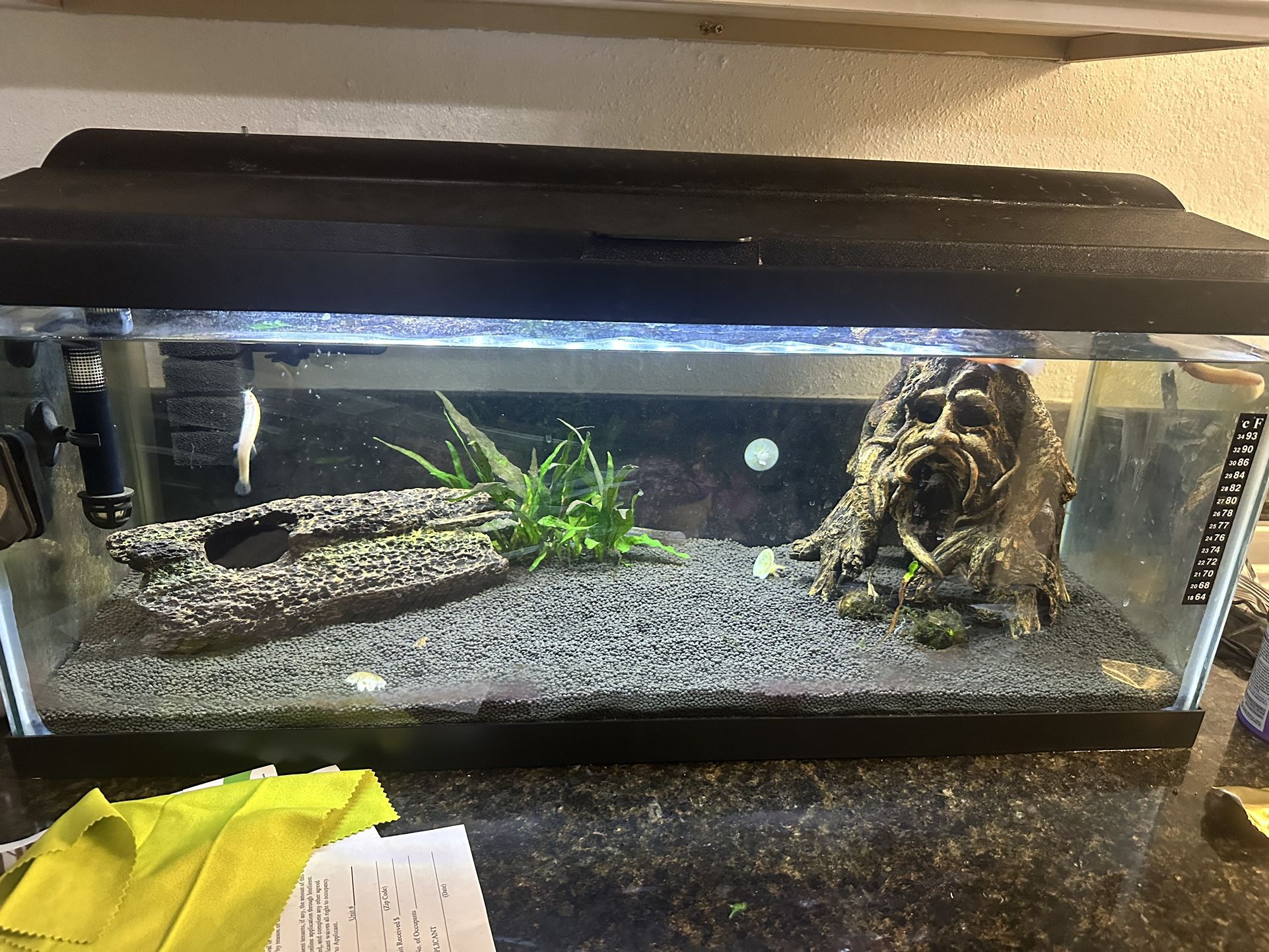 Fish Tank With Decor