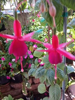 Fuchsia plant