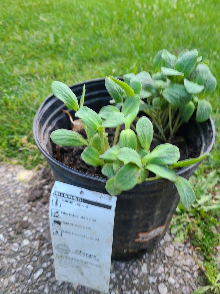 Better nut Squash Seedlings
