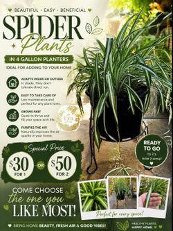 Spider plants 🪴🕸️🕷️💚🤍