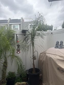 Plam Tress