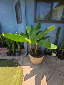 Burro Dwarf Banana Plant 2 ft. Plus