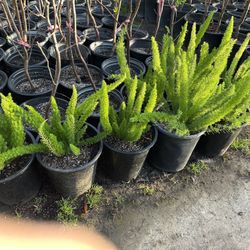 Foxtail Fern 15$ Each