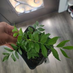Curry Leaf