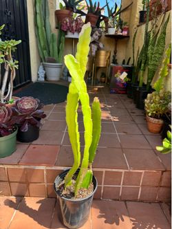 Dragon Fruit Succulent Plant