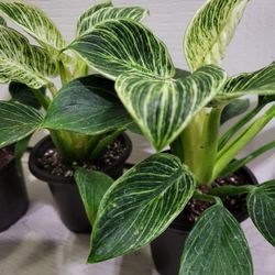 🌿Healthy Live Beautiful Stripes Philodendron Birkin 8" Tall In Nursery Pot 4" ~ $10/Ea