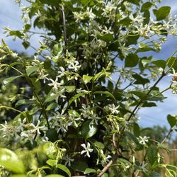 Star Jasmine Vine/hedge