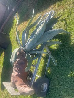 Cowboy boot cement pot with  Large Blue Agave Plant