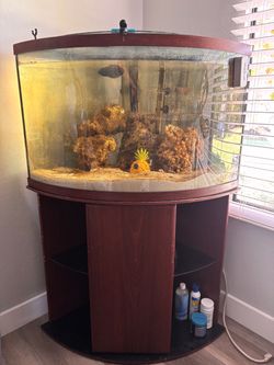 Saltwater Fish Tank 50 gallon