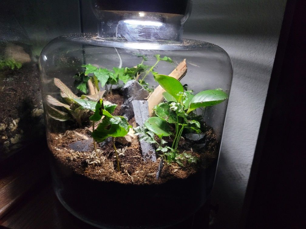 Fully Bioactive Terrariums!