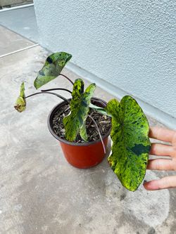 Colocasia Elephant Ear Mojito Plant