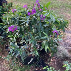 15, Gl ;Tibuchina Tree