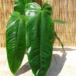 Rare Aroid Philodendron Tenue Plant/ House Plant/ Indoor Plant Flower Patio Garden Starter 