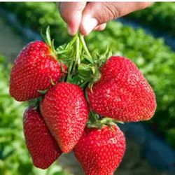 Strawberry plants 2 for 3$ or 8 for 10$